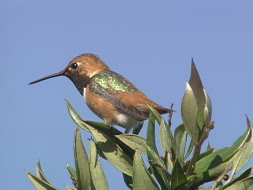 Alhumal Hummingbird