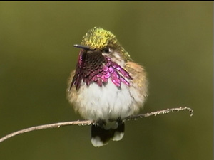 Buhu Hummingbird